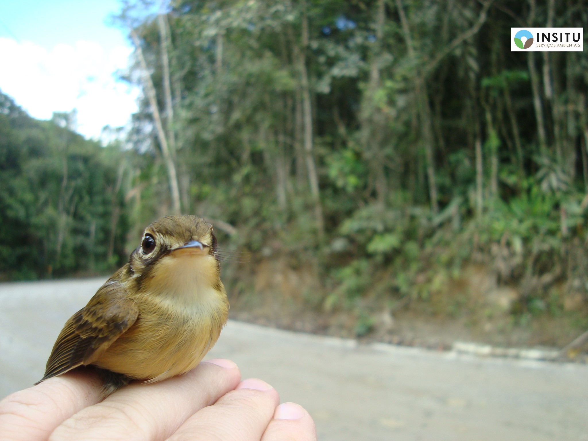 Fauna - Insitu Serviços Ambientais