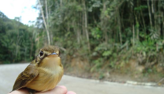 Fauna - Insitu Serviços Ambientais